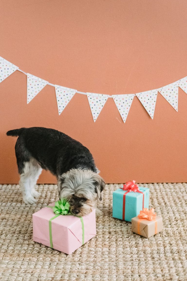 Dog gift
