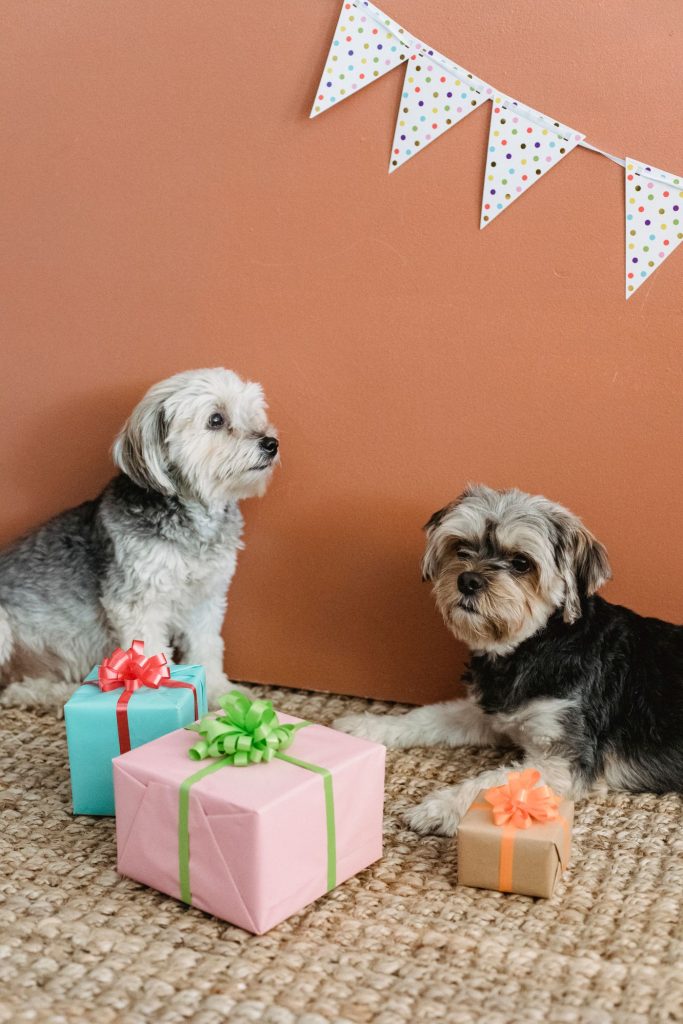 Perro rodeado de regalos envueltos