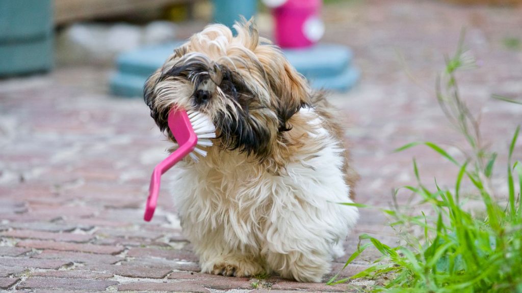 Persona cepillando el pelo de un perro en casa