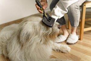 Dog grooming