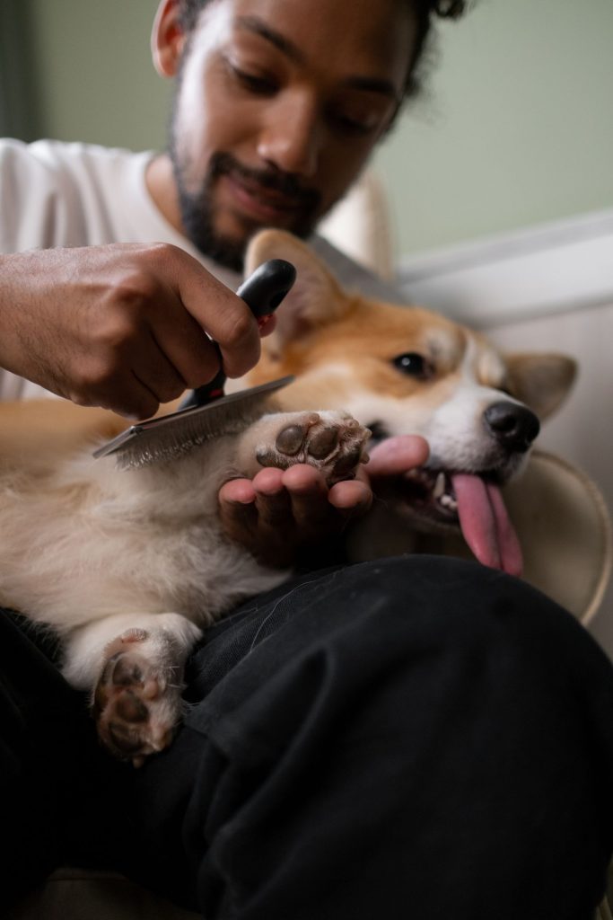Perro con la zona del cuello recién revisada tras usar un snood