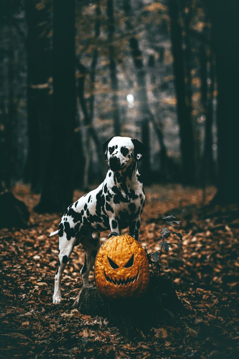 Dog halloween