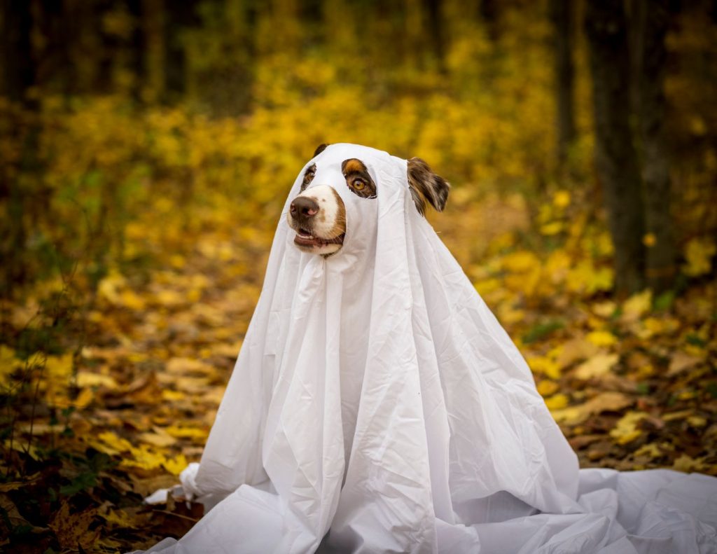 Perro con capa y bandana de Halloween en el jardín