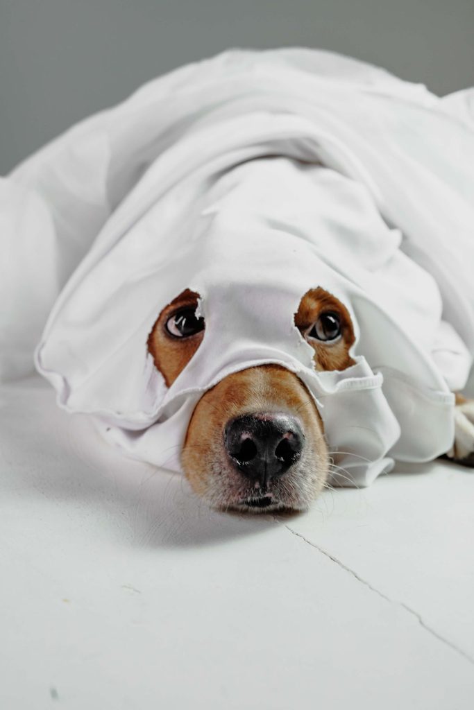 Perro con disfraz de Halloween en un ambiente festivo
