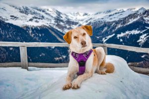 Dog harness