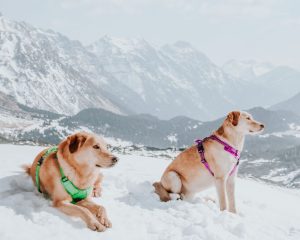 Dog harness