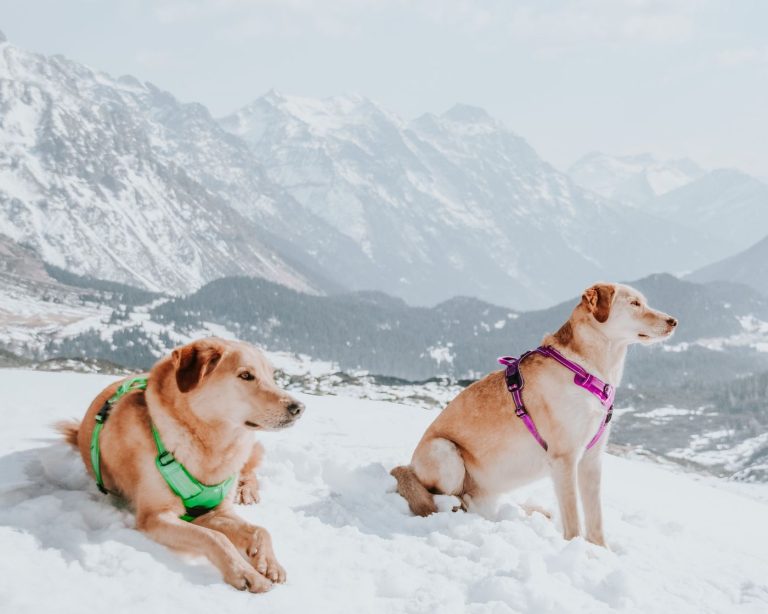 Dog harness