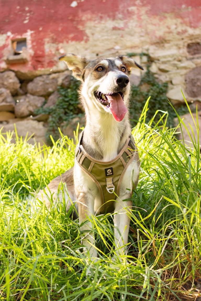 Dog harness