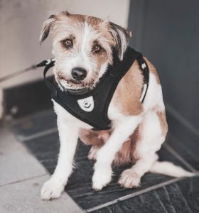 Dog harness
