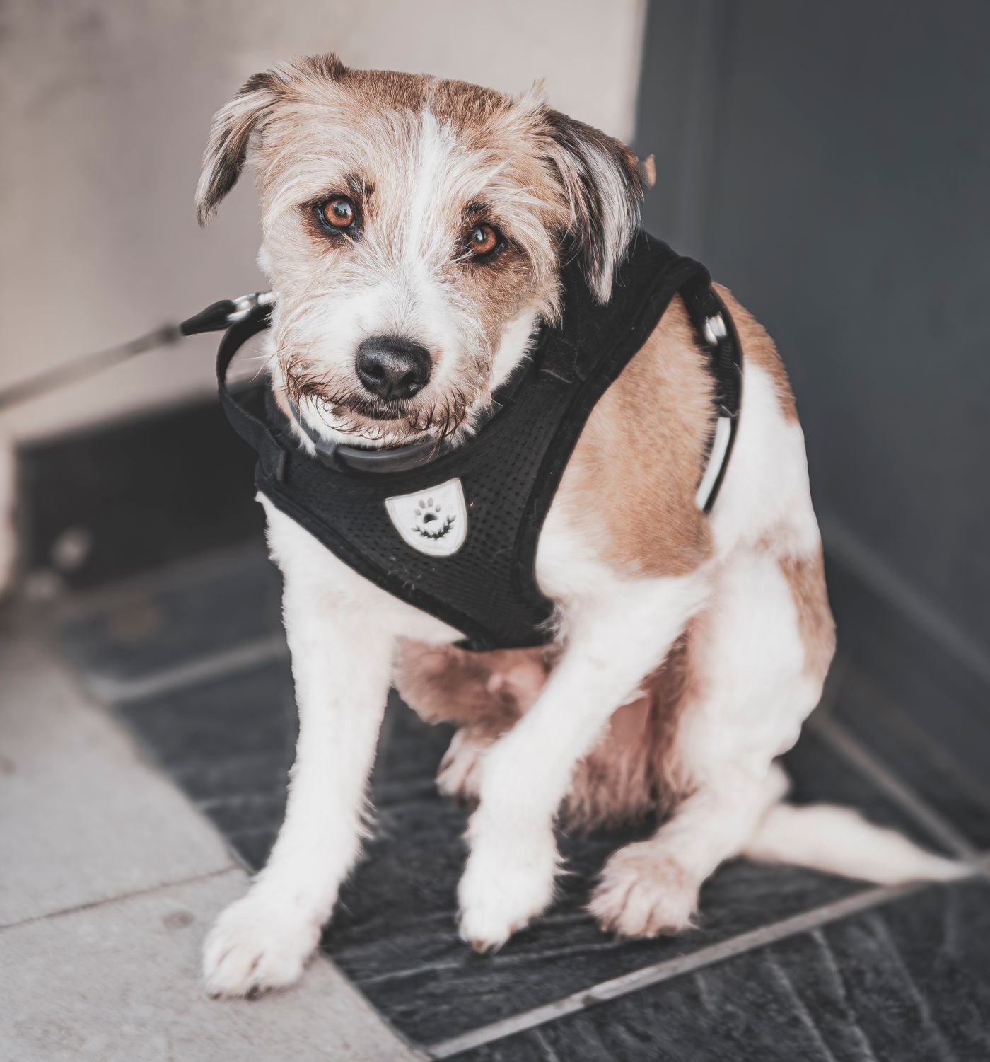 Dog harness
