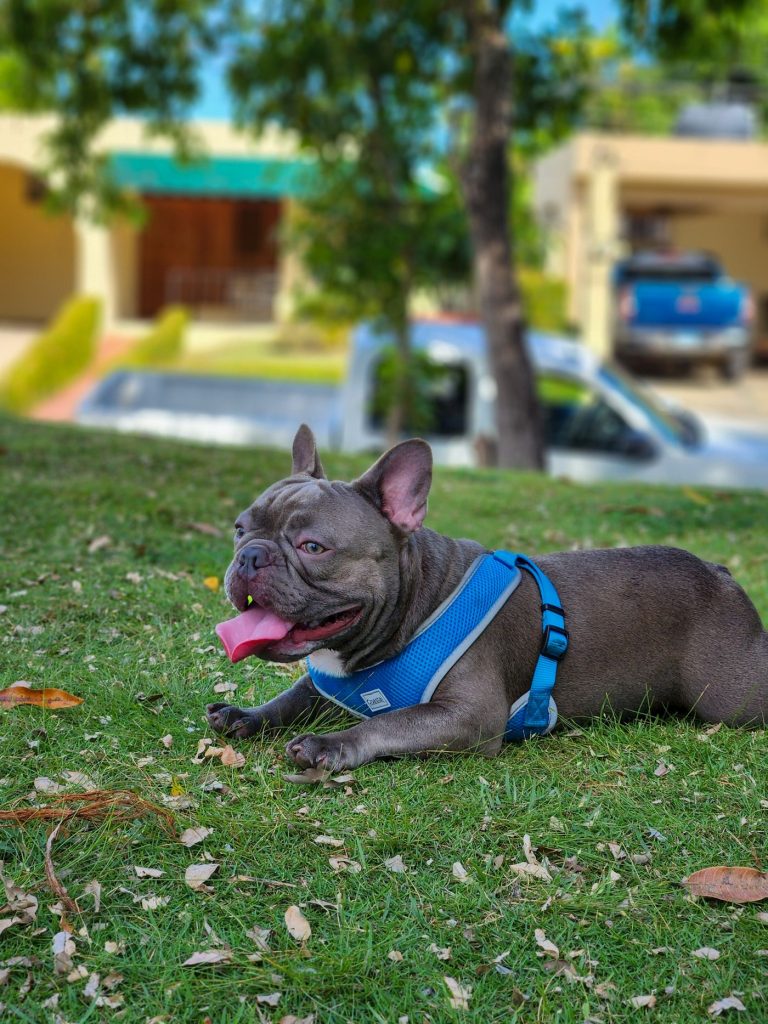 Dog harness
