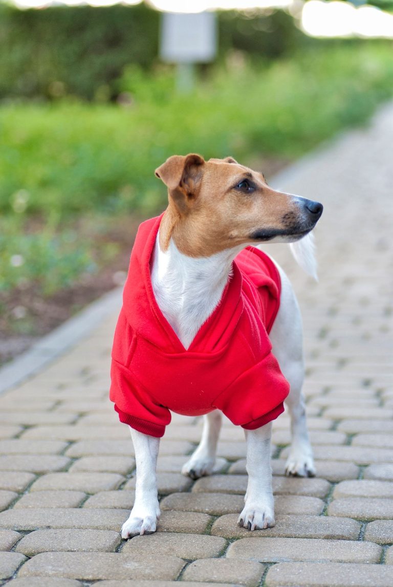 Dog hoodie