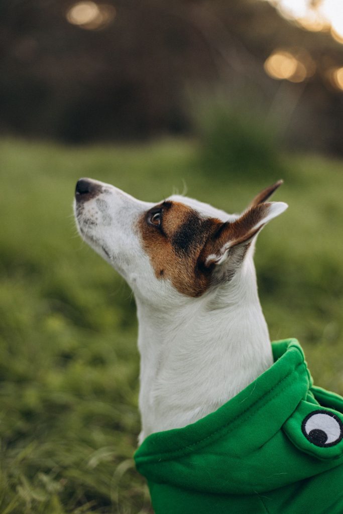 Perro con sudadera con capucha caminando por una calle urbana