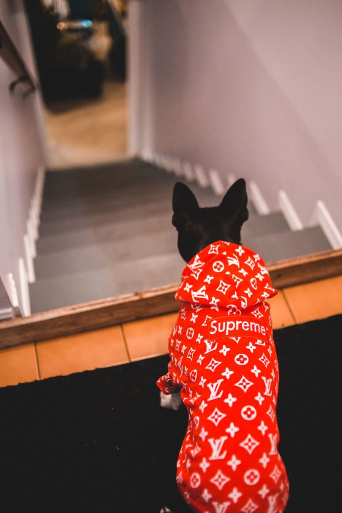 Perro con sudadera con capucha de talla ajustada