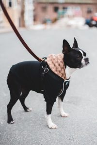 Dog hoodie