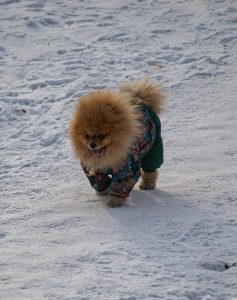 Dog jacket