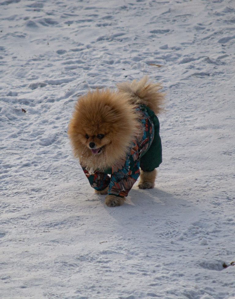 Dog jacket