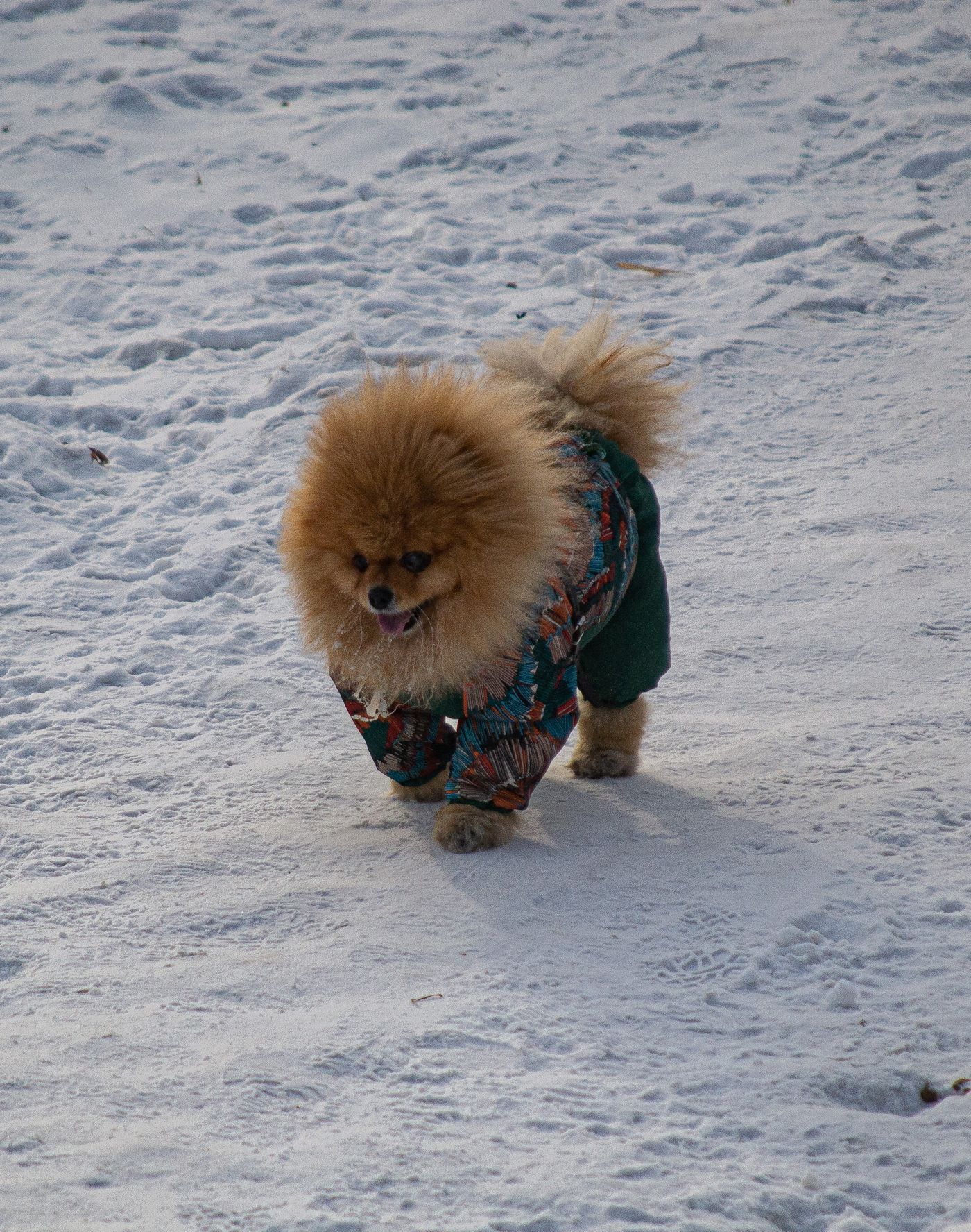 Dog jacket