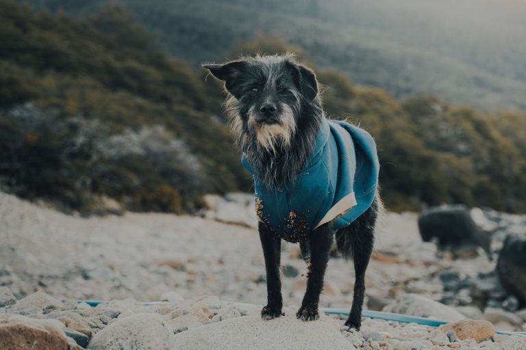 Dog jacket