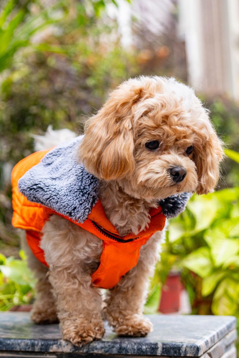Dog jacket