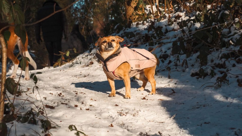 Perro con chaqueta puffer acolchada caminando en un día frío