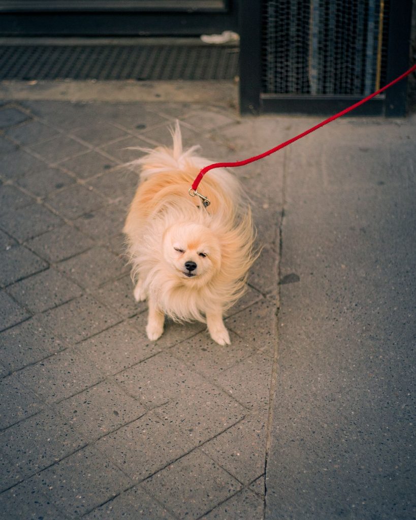 Perro caminando tranquilo junto a su dueño sin tirar de la correa