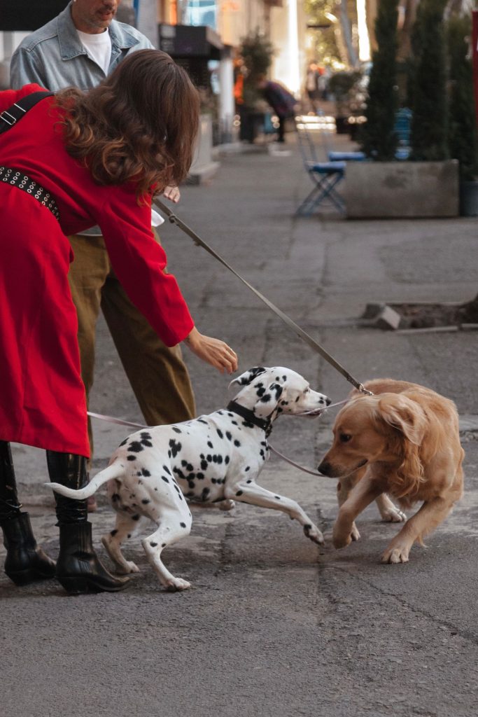 Perro con arnés tipo chaleco paseando con correa por la calle