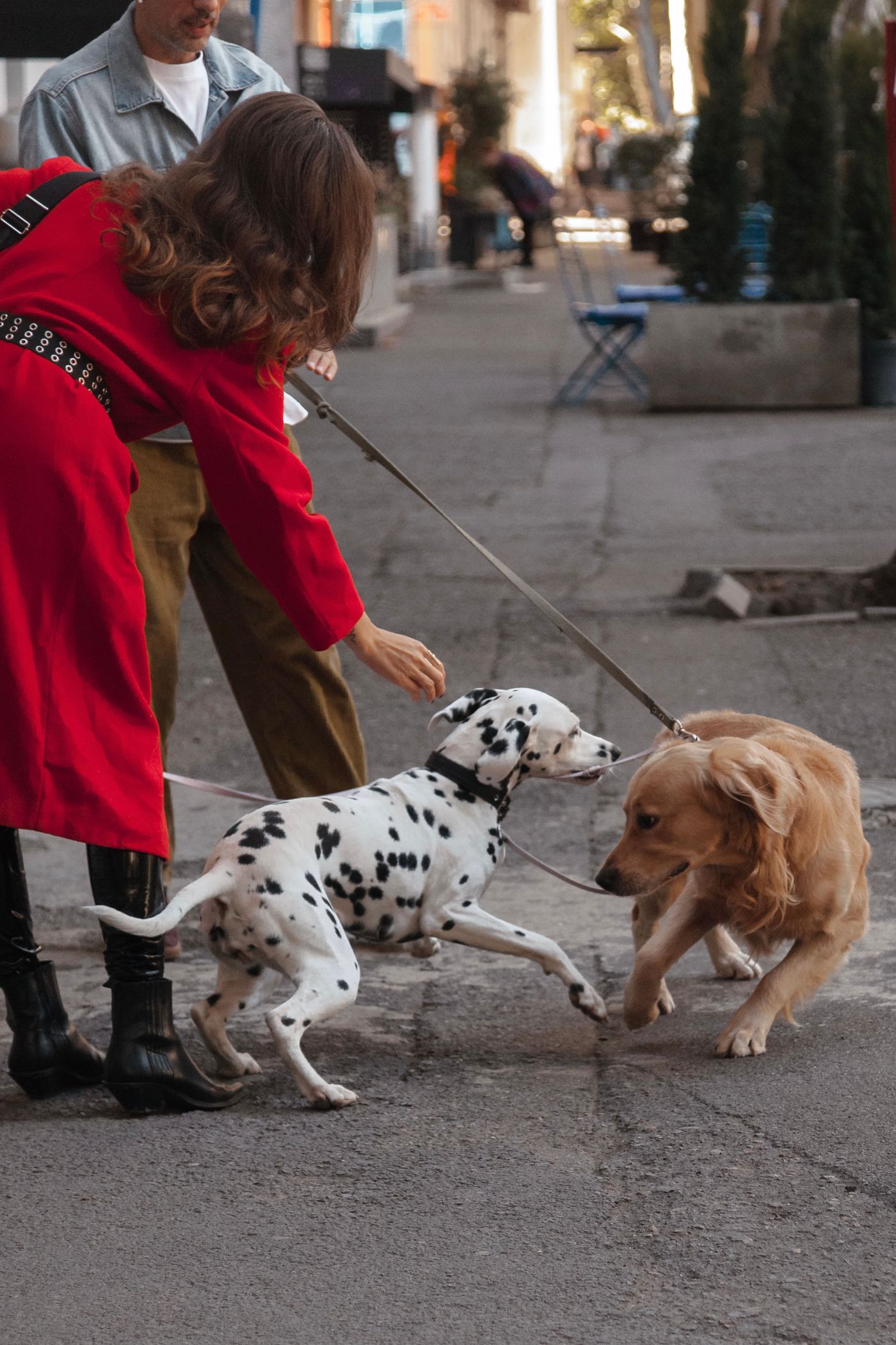 Dog leash walk