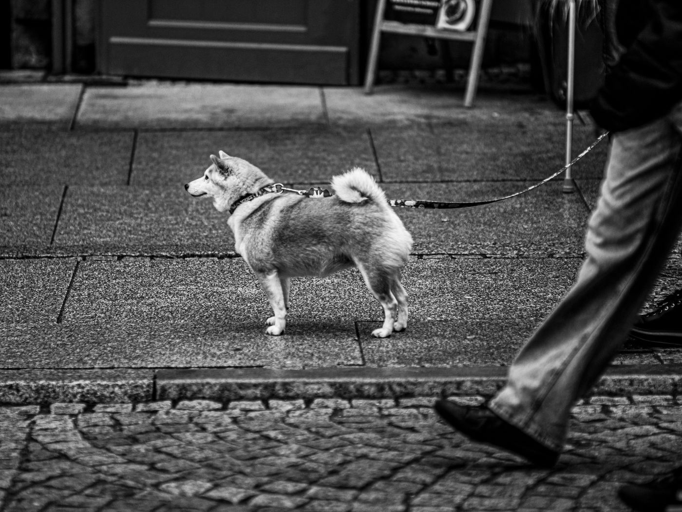 Dog leash walk
