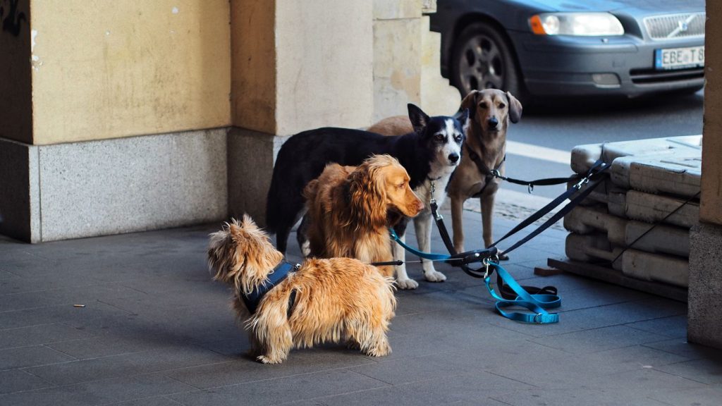 Perro paseando con arnés y chaqueta compatible por la calle