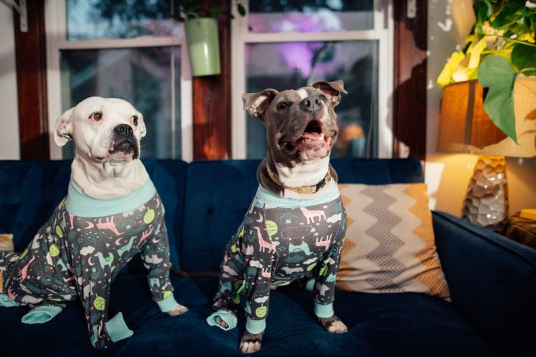 Dog pajamas