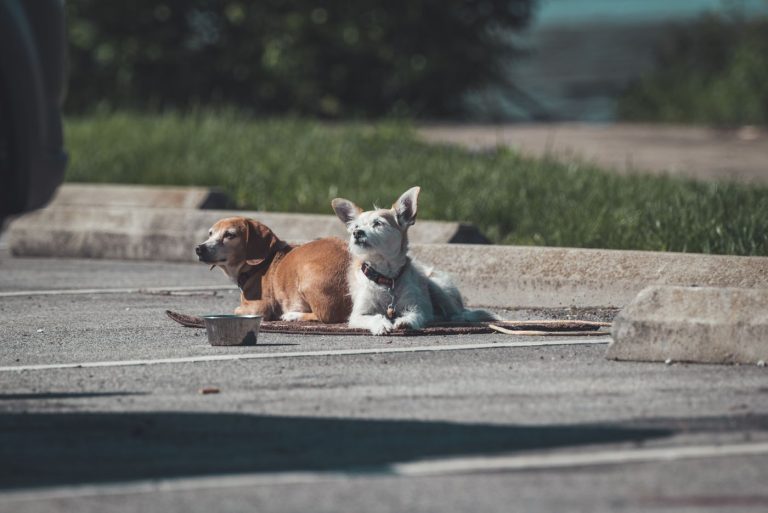 Dog park