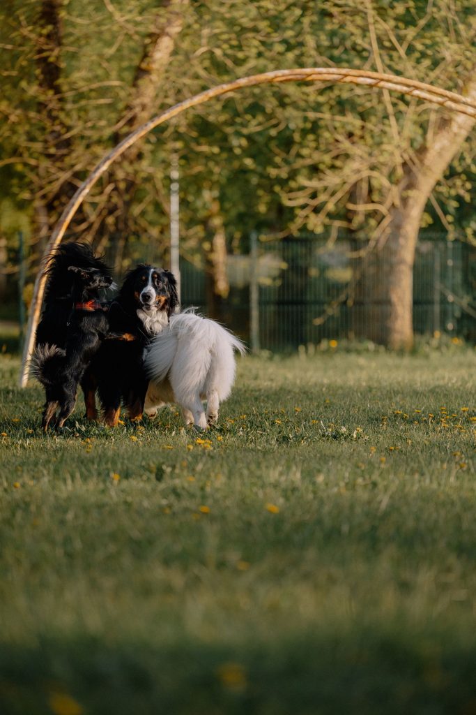 Perro paseando con correa larga en un parque abierto