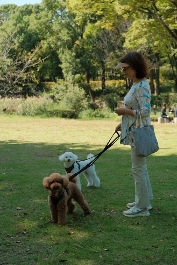 Perro paseando por un parque con luz LED enganchada al arnés