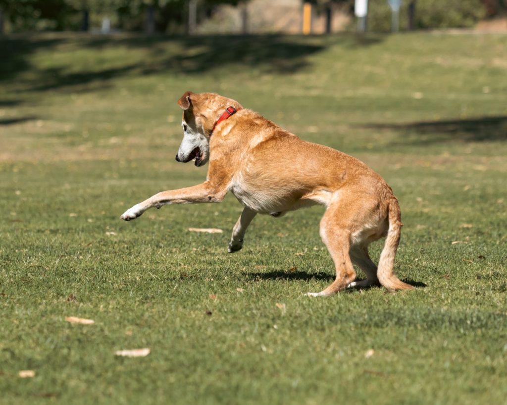 Perro con collar limpio jugando en un parque de la ciudad