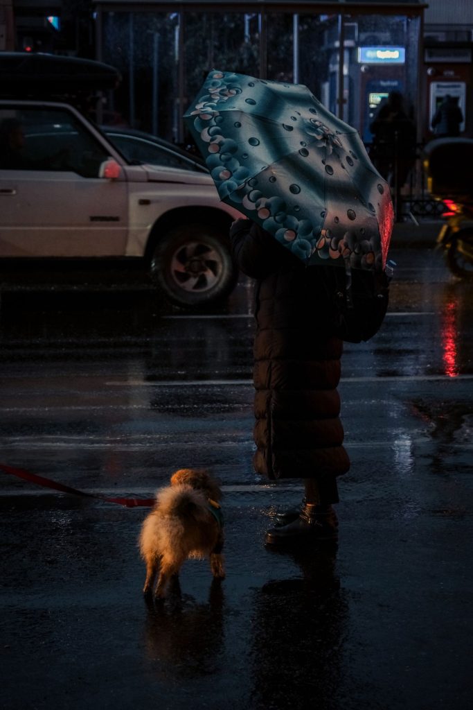 Perro mirando la lluvia desde la ventana de casa