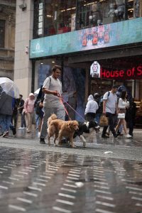 Dog rain