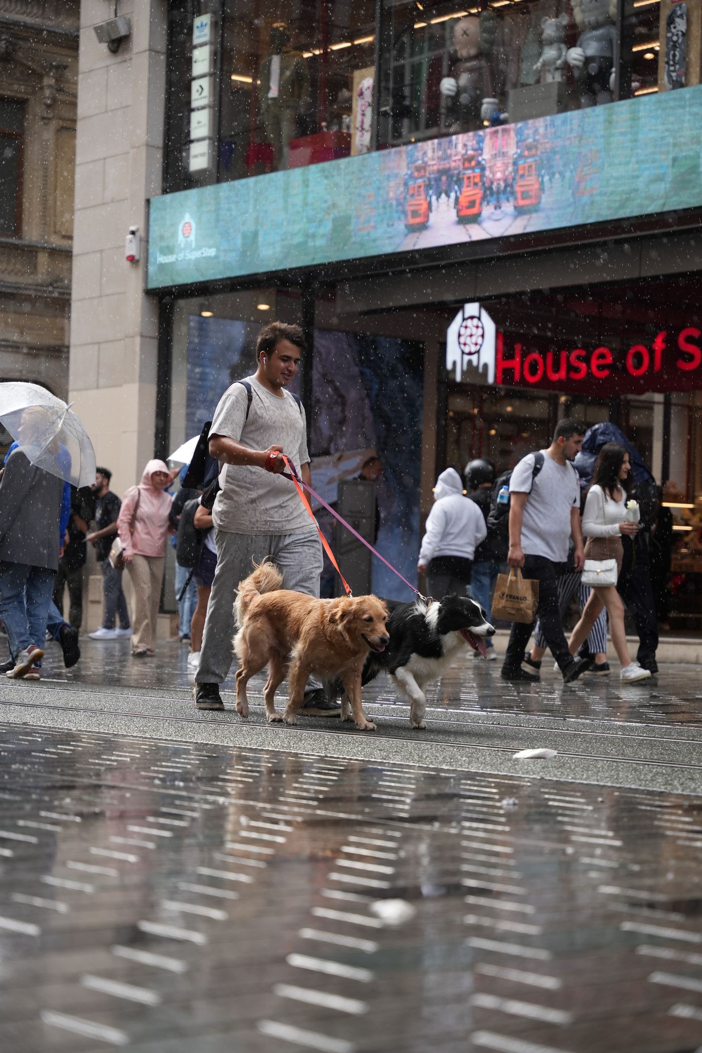 Dog rain