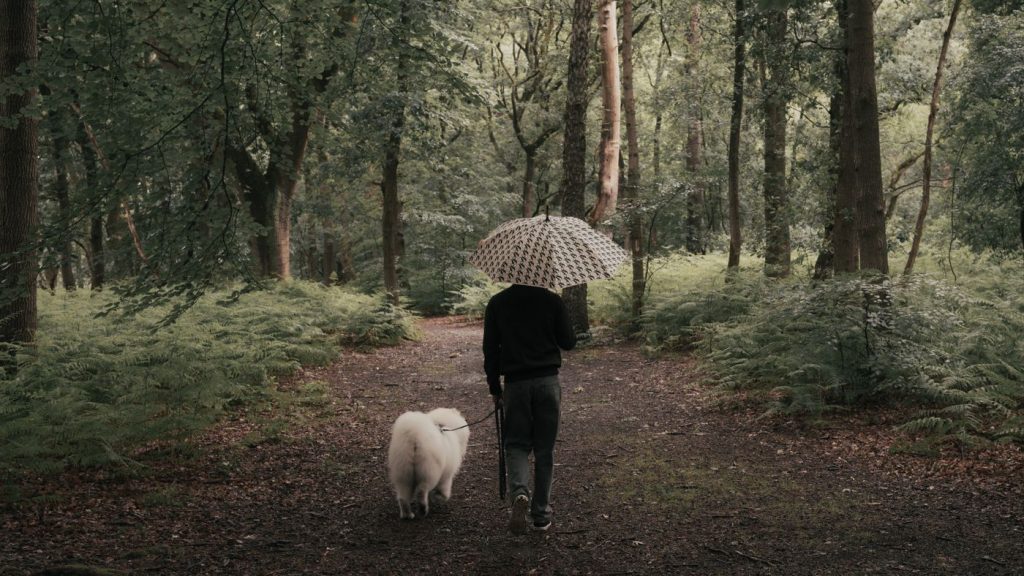 Perro con jersey e impermeable combinados bajo la lluvia