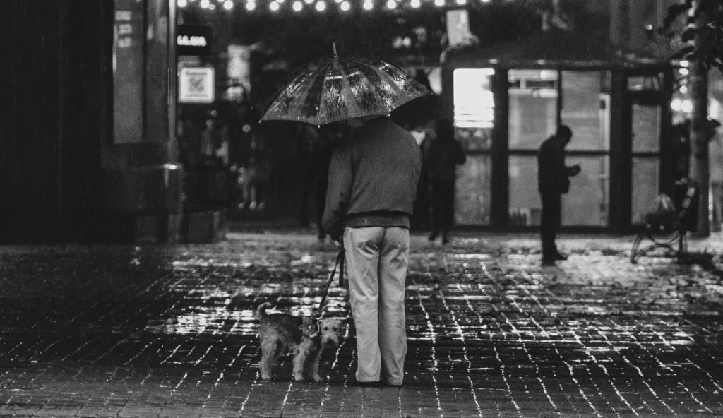 Perro secándose con una toalla tras un paseo bajo la lluvia y el frío