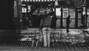 Dog rain