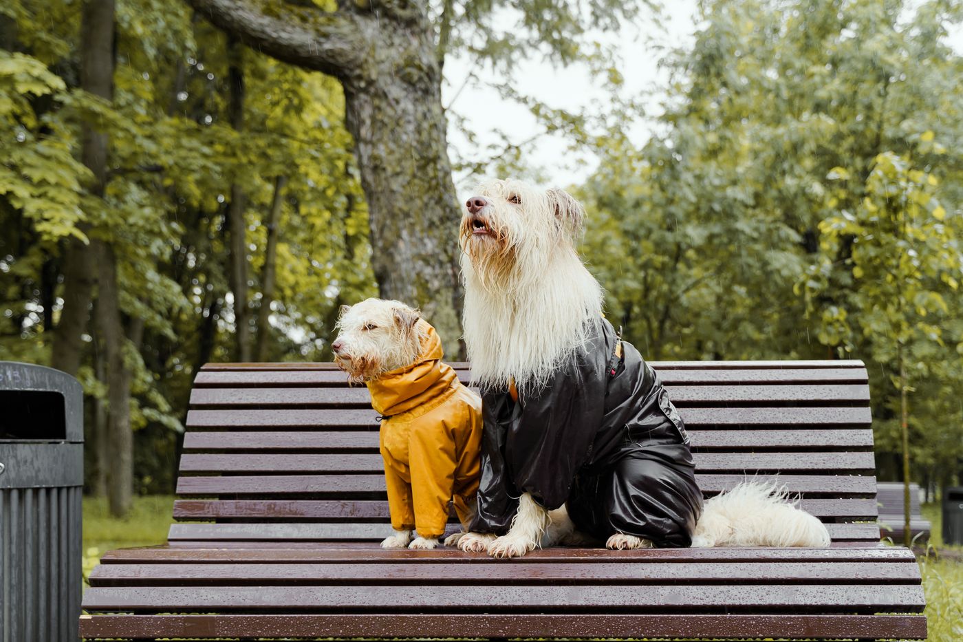 Dog raincoat