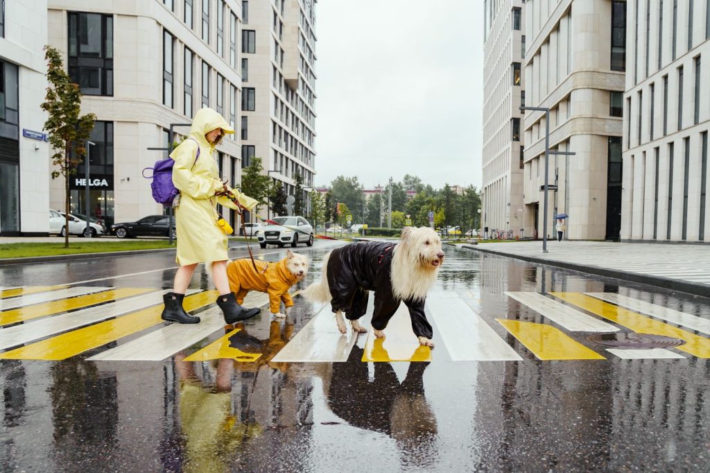 Perro con impermeable con capucha caminando bajo la lluvia