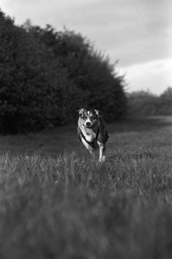 Perro corriendo con energía por un sendero cerca de la Albufera