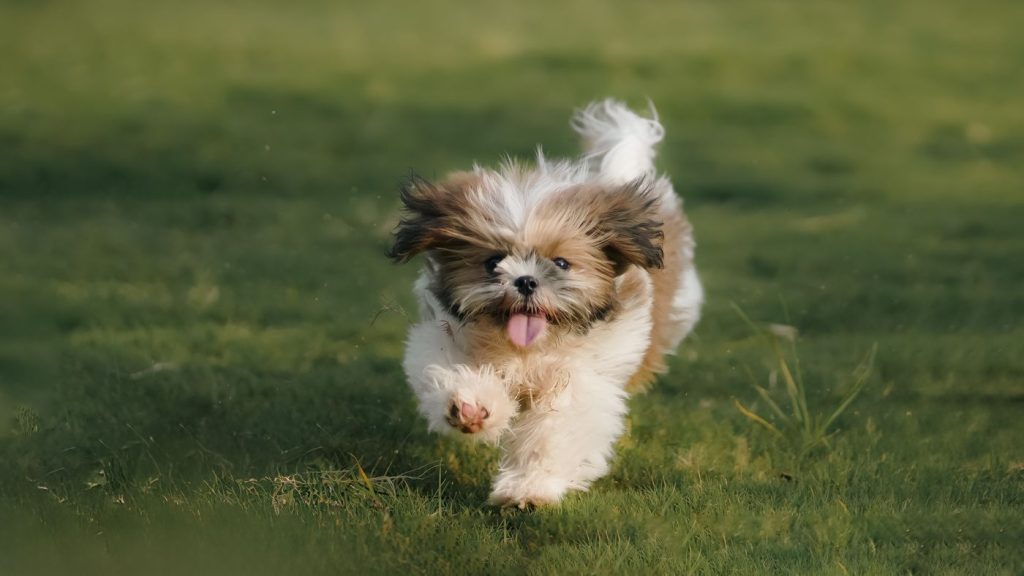 Perro grande corriendo con chaqueta deportiva en un parque