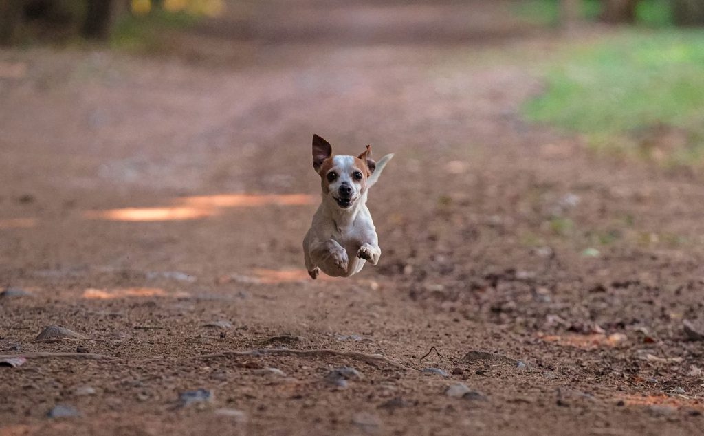 Perro corriendo feliz durante una escapada de montaña
