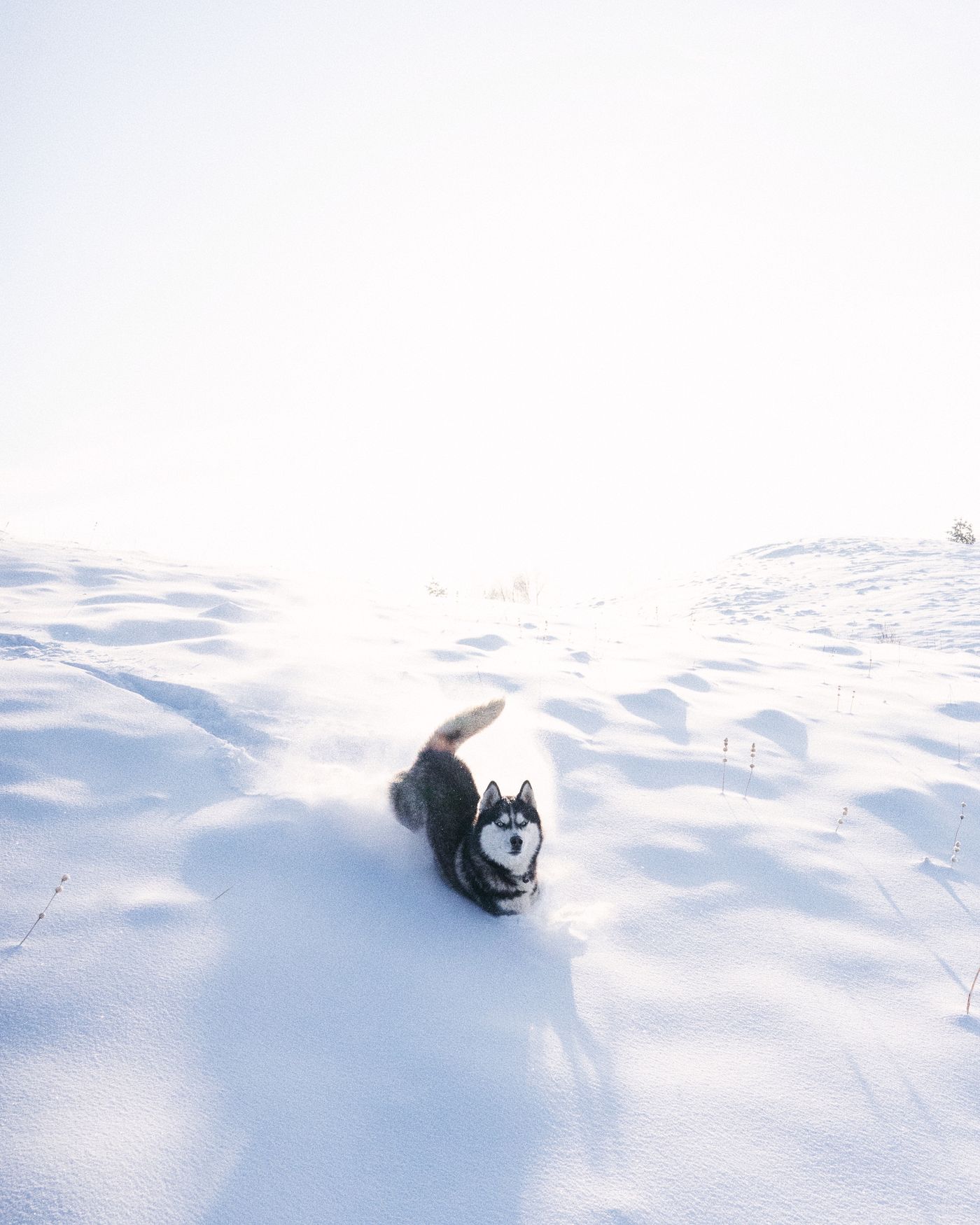 Dog snow
