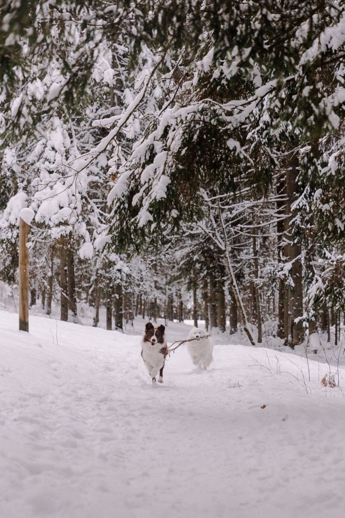 Perro caminando sobre nieve en una calle de invierno