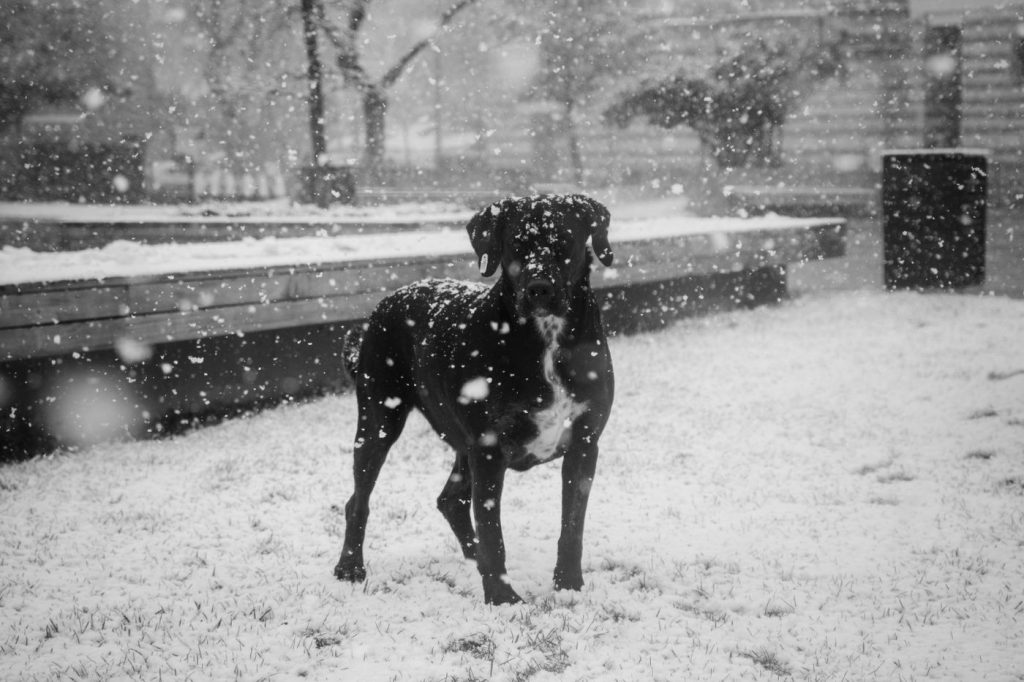 Perro con chaqueta caminando sobre nieve