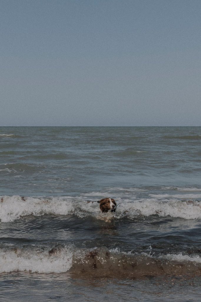 Perro paseando a primera hora de la mañana en verano